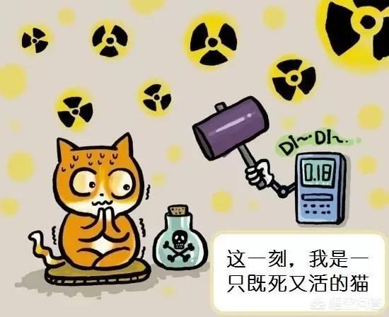 波米拉猫的图片:“薛定谔的猫”背后的物理学道理是什么？