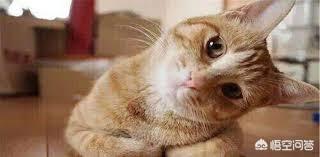 猫在你鞋底下蹭来蹭去是什么意思:走在路上不认识的小猫蹭我是什么情况？