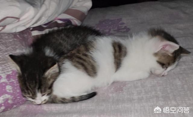养宠物猫每年大概花费多少钱？