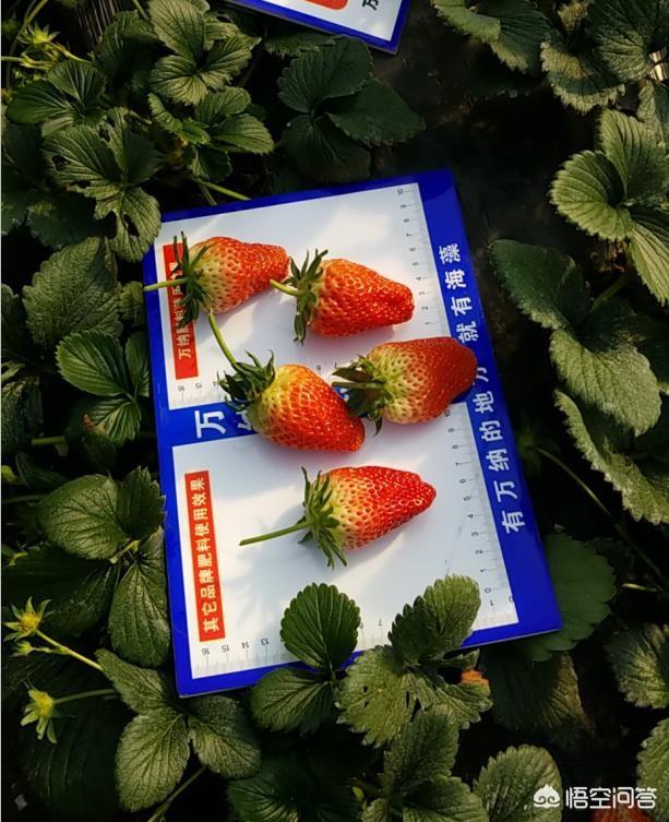 头条问答 - 万纳海藻肥效果怎么样?(2个回答)