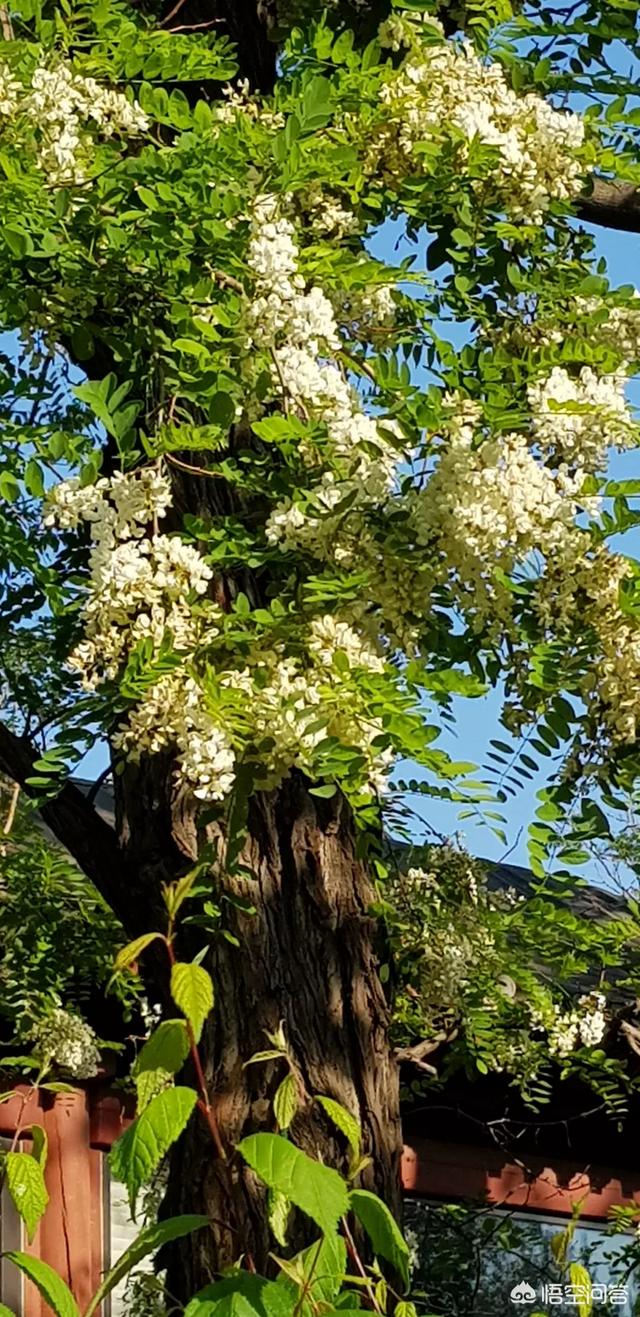 一树槐花十里香,宛如白雪树间藏。又到了槐花盛开的季节,槐花怎么做既美味又营养呢？