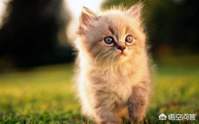 给英短吃的猫饭:给普通家猫喂剩饭剩菜能不能养好？