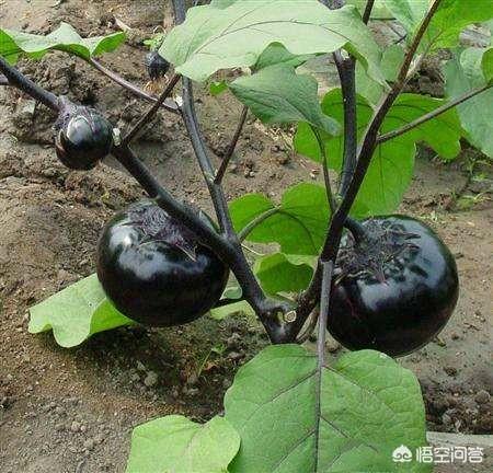 种植茄子如何进行摘心？茄子摘心有什么好处？