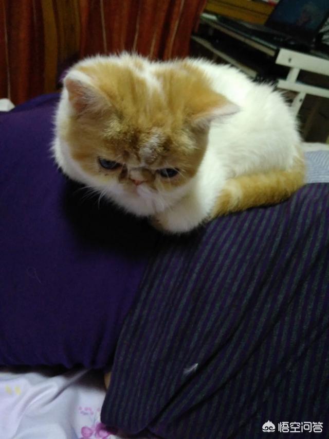 新玉多长时间才会认主人,猫走失几个月后还认识主人吗？