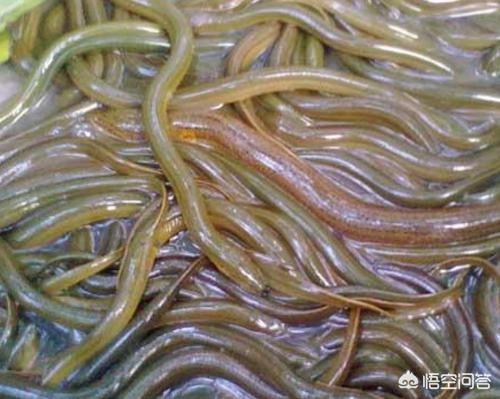 蛇吃自己:农村有句老话“蛇吃黄鳝，找死”，真的是这样吗蛇为啥不能吃黄鳝