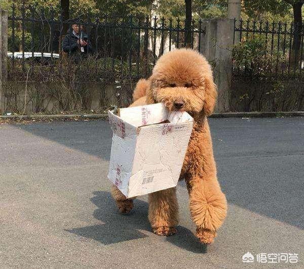 花色贵宾犬论坛:饲养贵宾犬的正确方法有哪些？
