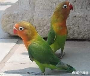 牡丹鹦鹉图片:牡丹鹦鹉怎么养才和人亲？
