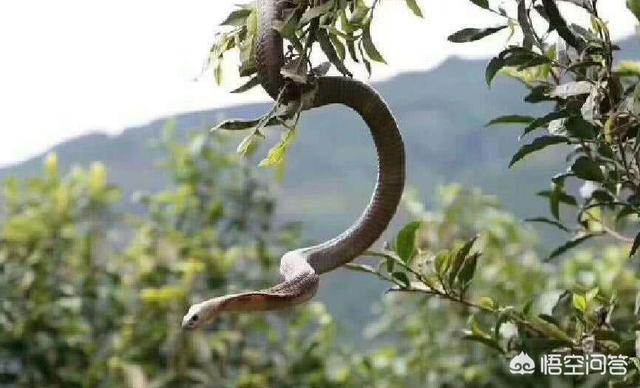 玉米蛇是爬行动物爱好者的完美宠物，农村有些蛇常在树上，它们是如何爬树的什么蛇喜欢爬树呢