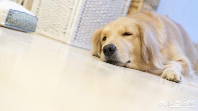 养猫还是养狗:在生活中，你喜欢养狗养猫吗？