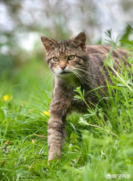 猫岛鼠岛:如果把15只公猫，15只野猫放在一个淡水岛，两年以后会怎样？