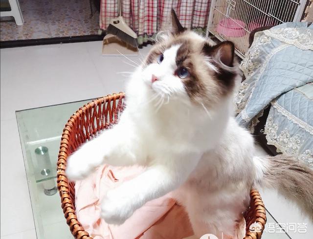 猫狗宠物知识问答:养狗麻烦还是养猫更麻烦？