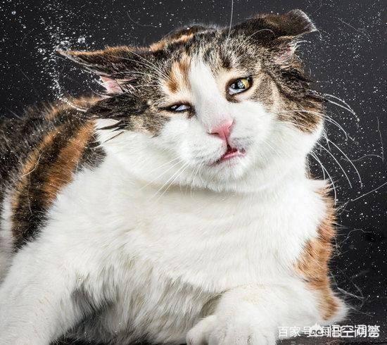 吸猫:猫咪聚众吸猫草会是一种怎样的体验？