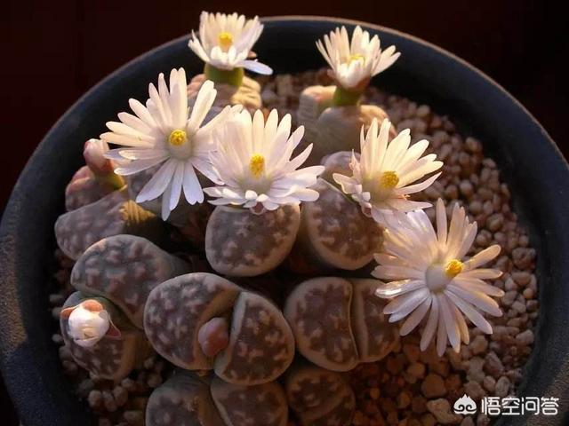 石花图片,新买的生石花挤的很紧，还用换盆吗？