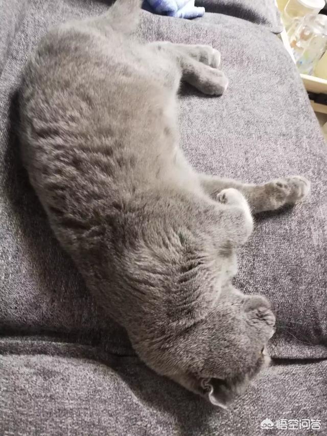 猫图:猫咪对不同的人会有区别吗？ 猫图片头像