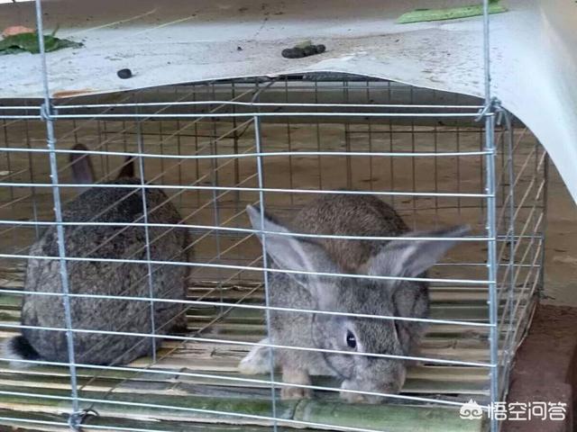 建一千只母兔养殖场需要多少钱？