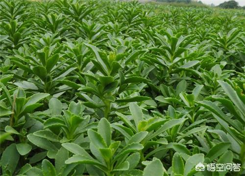 养心草怎样制干？