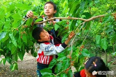 桑葚有哪些营养价值呢？哪些人适合吃呢？