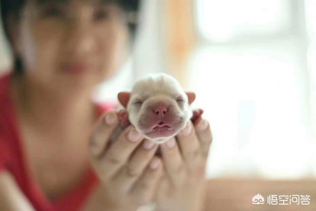 南京皇朝博美犬舍的介绍:怎么区分纯种博美和串串博美？ 南京皇朝博美犬舍