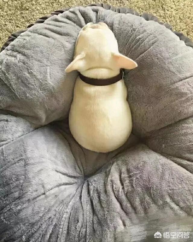 南京皇朝博美犬舍的介绍:怎么区分纯种博美和串串博美？ 南京皇朝博美犬舍