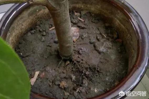 平安树的养殖方法和注意事项大全:平安树的叶子不绿，有斑驳的黄，怎么养护？