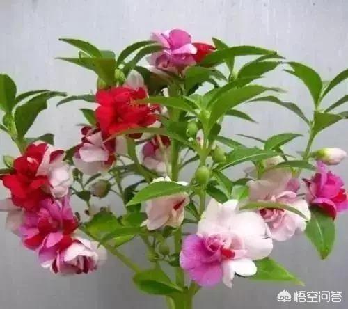 干花豆叶是中药吗:经常看到农村的老人摘豆角叶回家，豆角叶能吃吗？怎么吃？