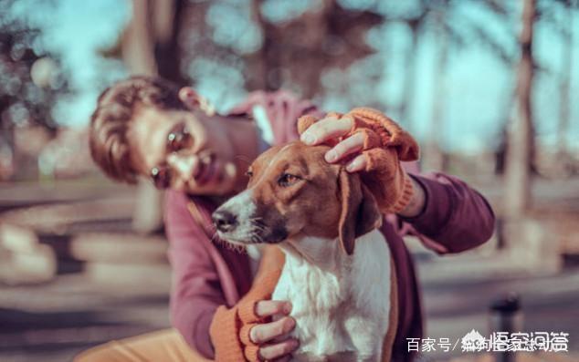 狗狗爱:狗狗为什么爱抱人的大腿？