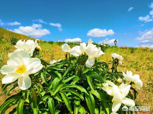 内蒙古呼和浩特旅游攻略:呼市市内有什么好玩的地方？