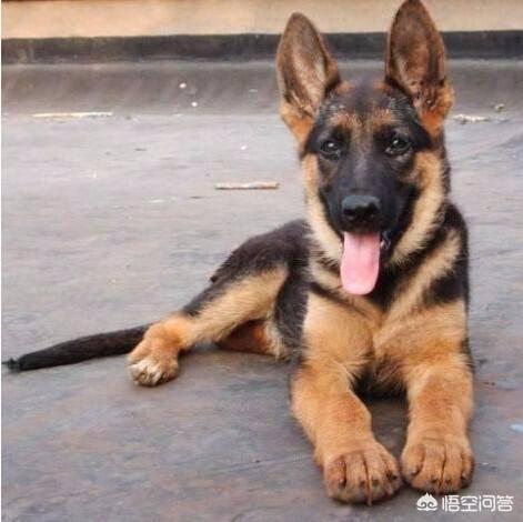 德牧是最好的护卫犬:金毛、边牧和德牧哪个最适合家养？ 比德牧厉害的护卫犬