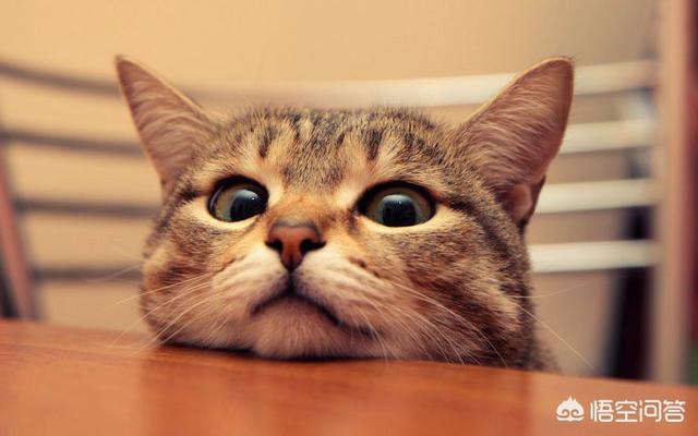 猫眼睛化脓: 猫鼻支前期眼睛严重发炎，该怎么处理好？