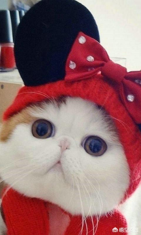 猫眼睛化脓: 猫鼻支前期眼睛严重发炎，该怎么处理好？