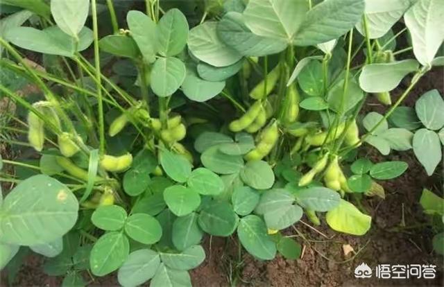 头条问答 毛豆种植枝术都有哪些 11个回答