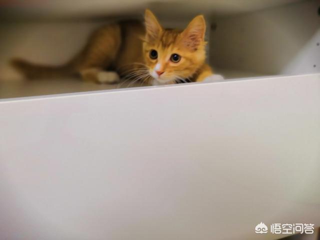 养猫记 by angelo:小猫从几个月开始养最好养，长大最亲人？