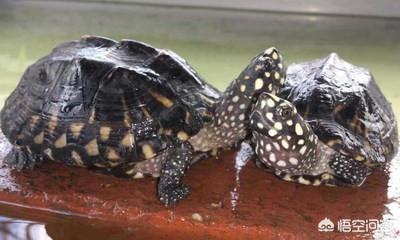 观赏龟养殖场:斑点池龟的养殖方法有哪些？