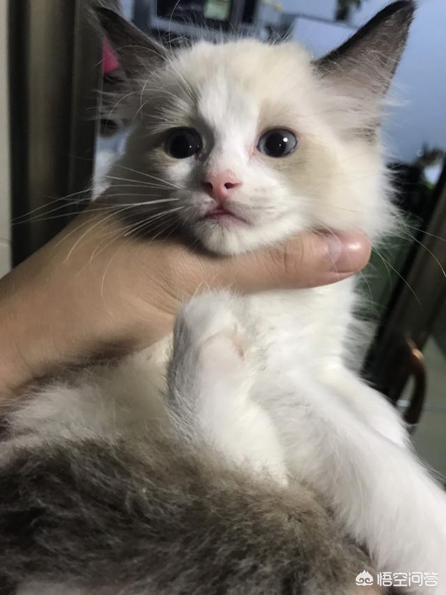 盆景猫 谣言:宠物会不会成为新冠病毒的隐患？
