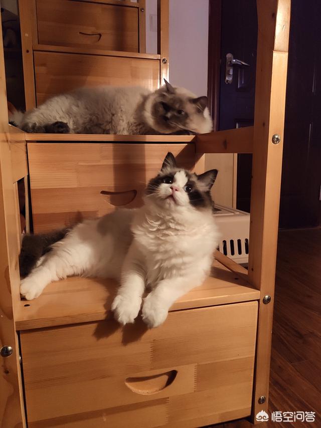 盆景猫 谣言:宠物会不会成为新冠病毒的隐患？