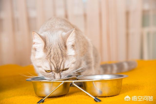 家里没人可以养小猫吗:租房可以养猫吗，猫难养吗？