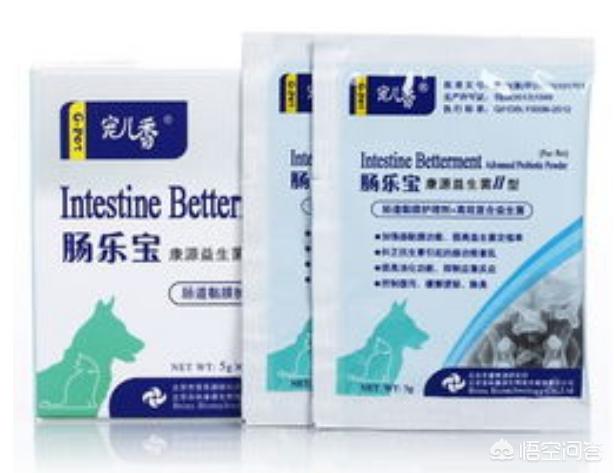 猫娘计划问题:猫娘计划  银渐层母猫拉稀半个月了？该怎么办好？