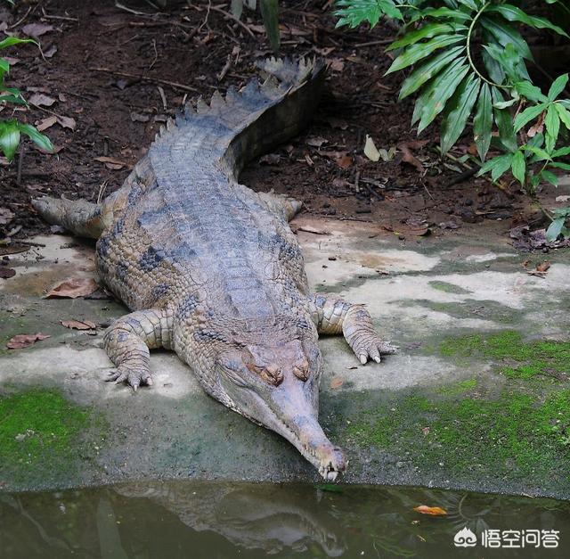 中国短吻鳄:长吻鳄的实力是否被人们过度低估？