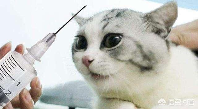 人感染了猫疥螨怎么办:上万只螨虫天天在脸上打洞，该如何去除？