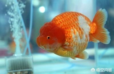 兰寿金鱼图片:兰寿金鱼适合用什么鱼缸喂养？