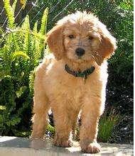 串蝴蝶犬能长多大:金毛和泰迪的串串能长多大？