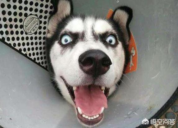 狗狗绝育:狗狗要不要做绝育手术呢？
