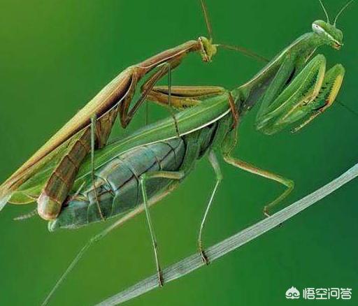 螳螂为什么会吃配偶，母螳螂吃丈夫时,丈夫受到攻击为什么不跑