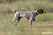 德国种短毛猎犬图片:德国短毛指示猎犬 德国短毛波音达猎犬性格与用途有哪些？