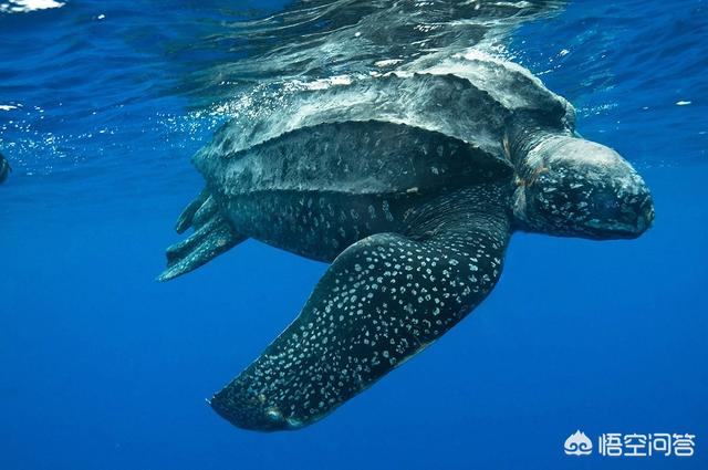 有趣的科普小知识,有没有一些关于海洋动物有趣的科普？