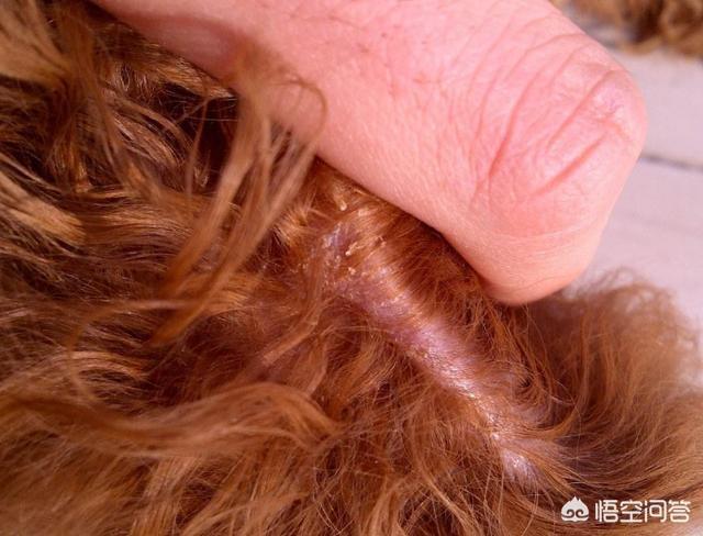 狗狗博客里的狗:邻居的狗在门口大小便很脏，有什么好的沟通办法？