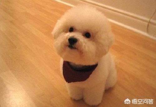 比熊犬吃什么肉好:喂食比熊犬注意什么事情才能吃得健康？