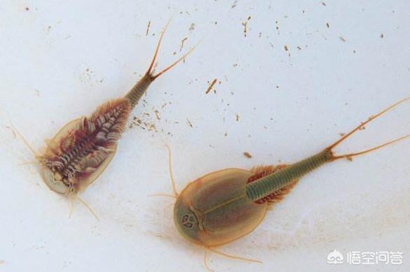 农村水稻田名叫“王八盖子”的虫子，像鱼又似虾，长得很吓人，是益虫还是害虫？