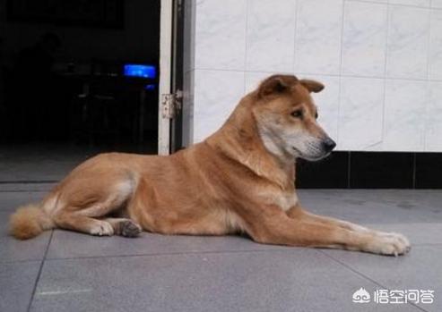 主人卖掉狗狗孩子:有些泰迪为什么对小孩不友善？ 主人把黄牛卖掉狗狗哭了