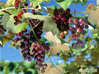 海参什么样的人不能吃,有蛋白尿的老人能不能吃海参啊？